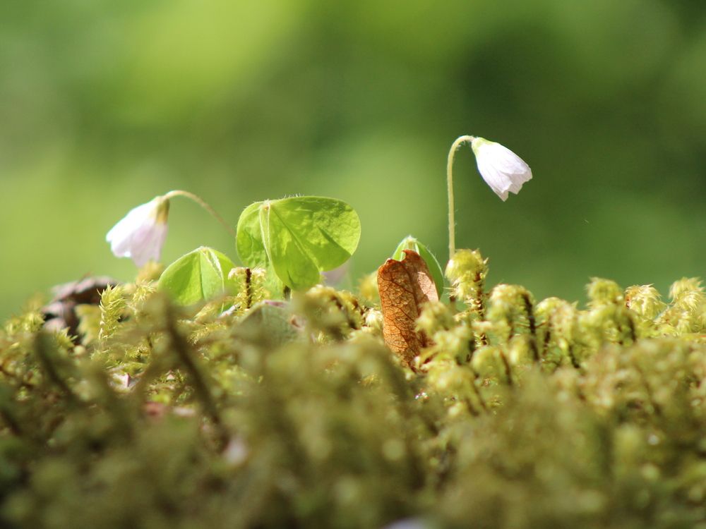 Photograph by Марианна Браун