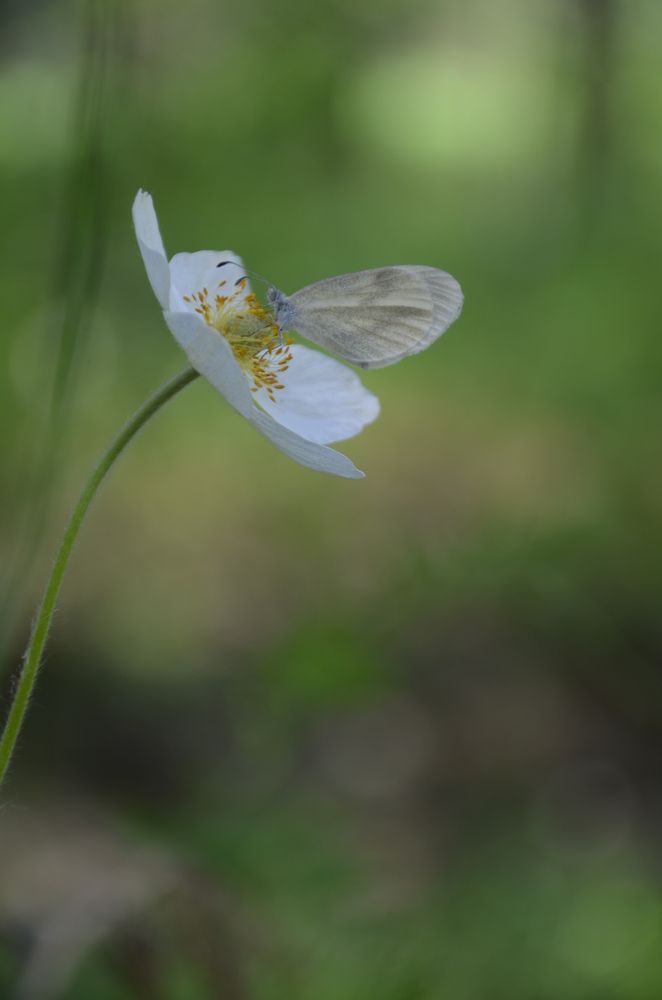 Photograph by Людмила Воропаева