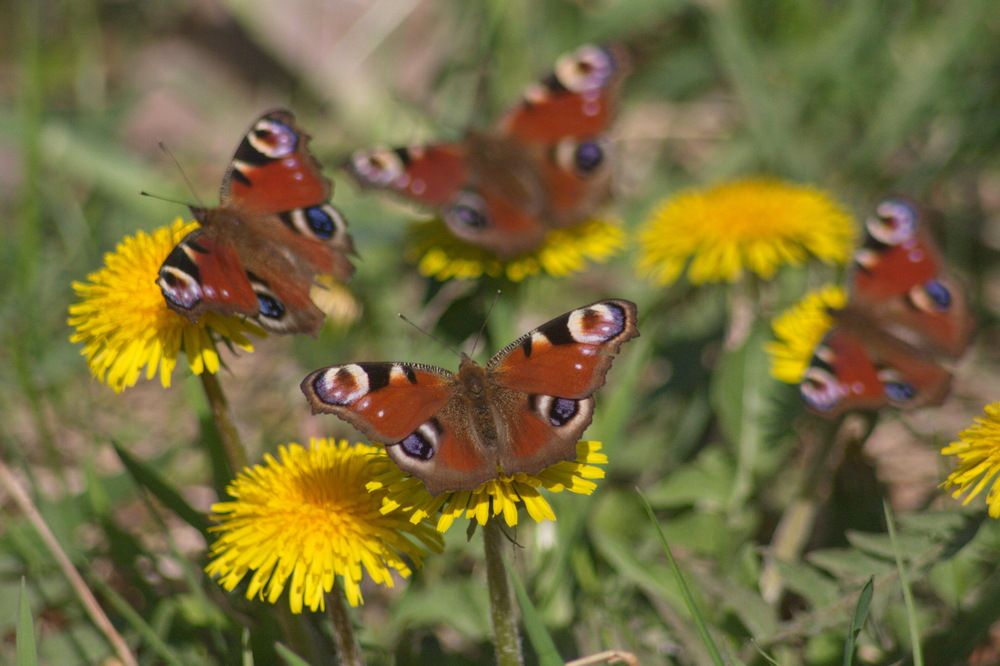 Photograph by Елена Валова