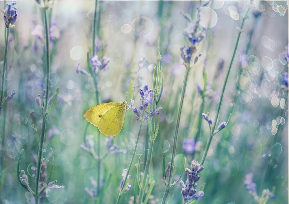 Photograph by Алена Полетаева