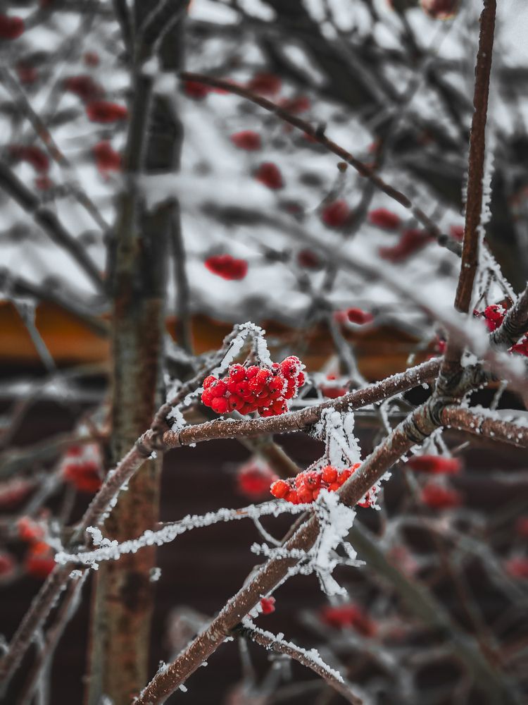 Photograph by Александра Кравченко