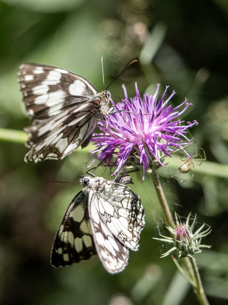 Photograph by Маргарита Ивкова