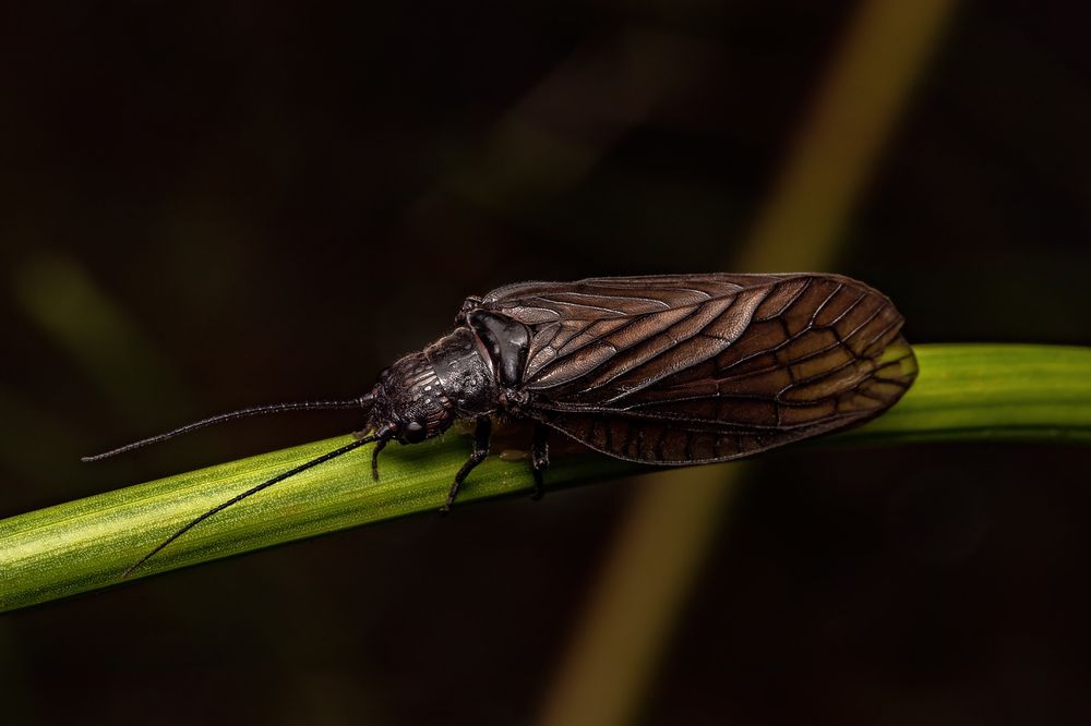 Photograph by Stéphane Boucher