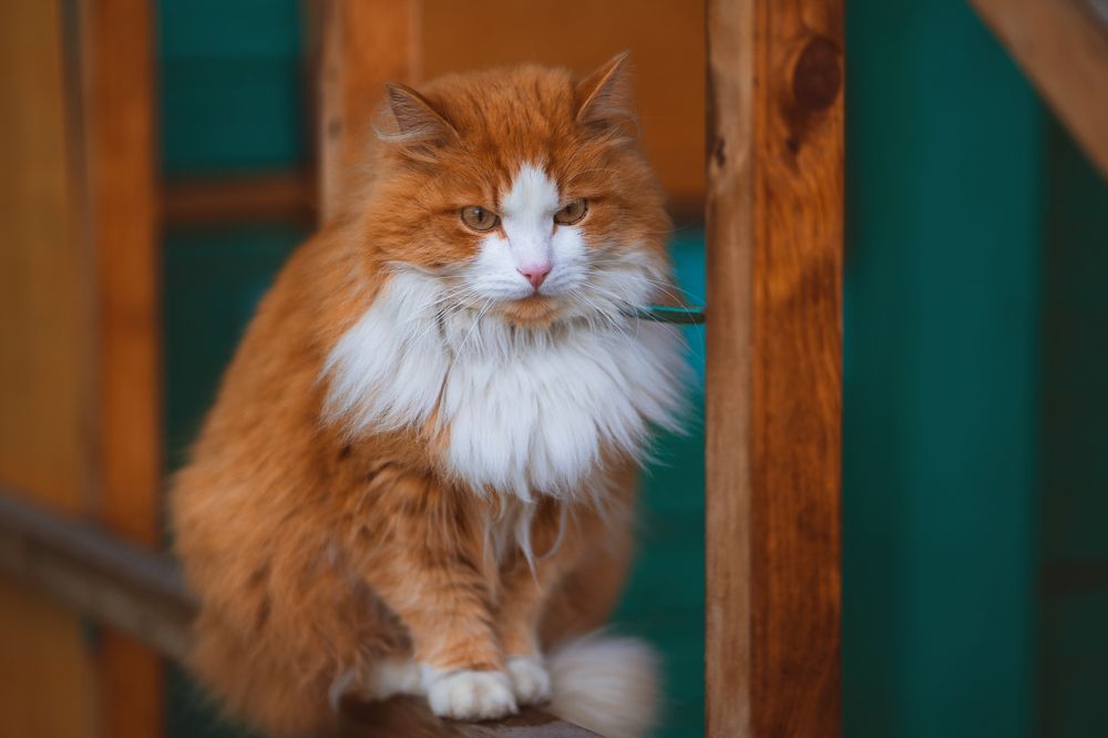 Photograph by Элен Пройс