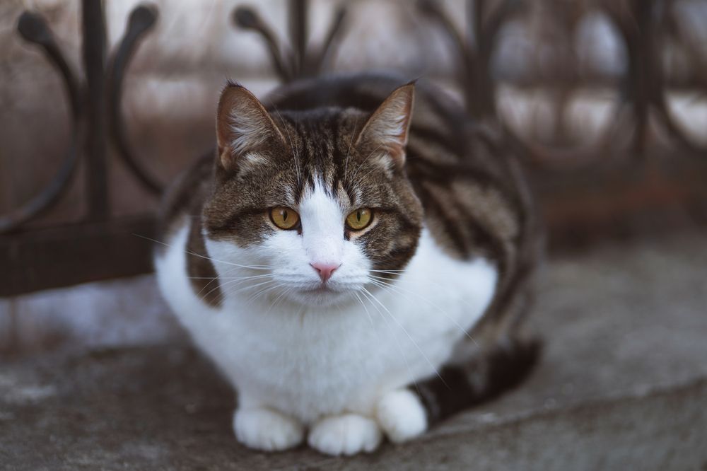 Photograph by Элен Пройс