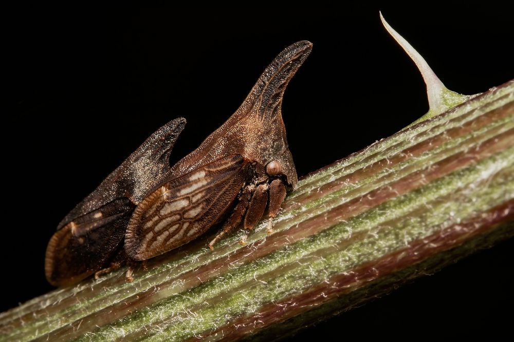 Photograph by Stéphane Boucher