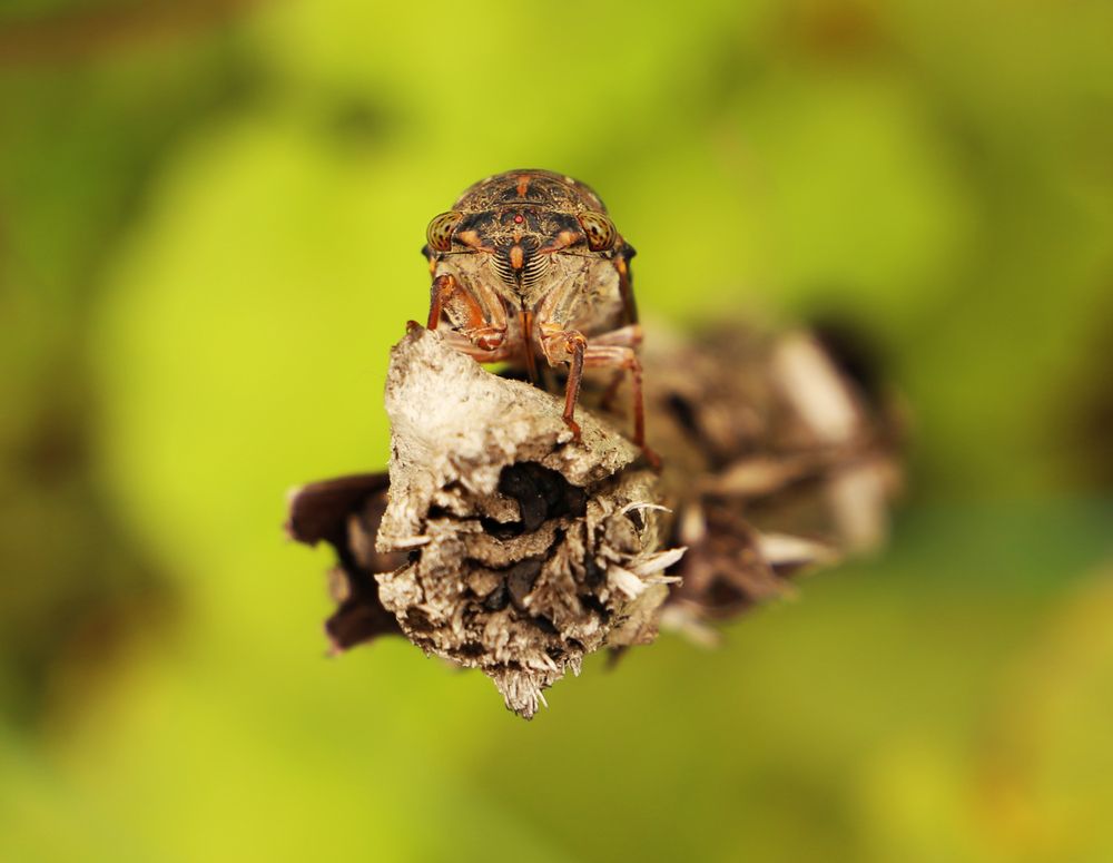 Photograph by reza haghjooy