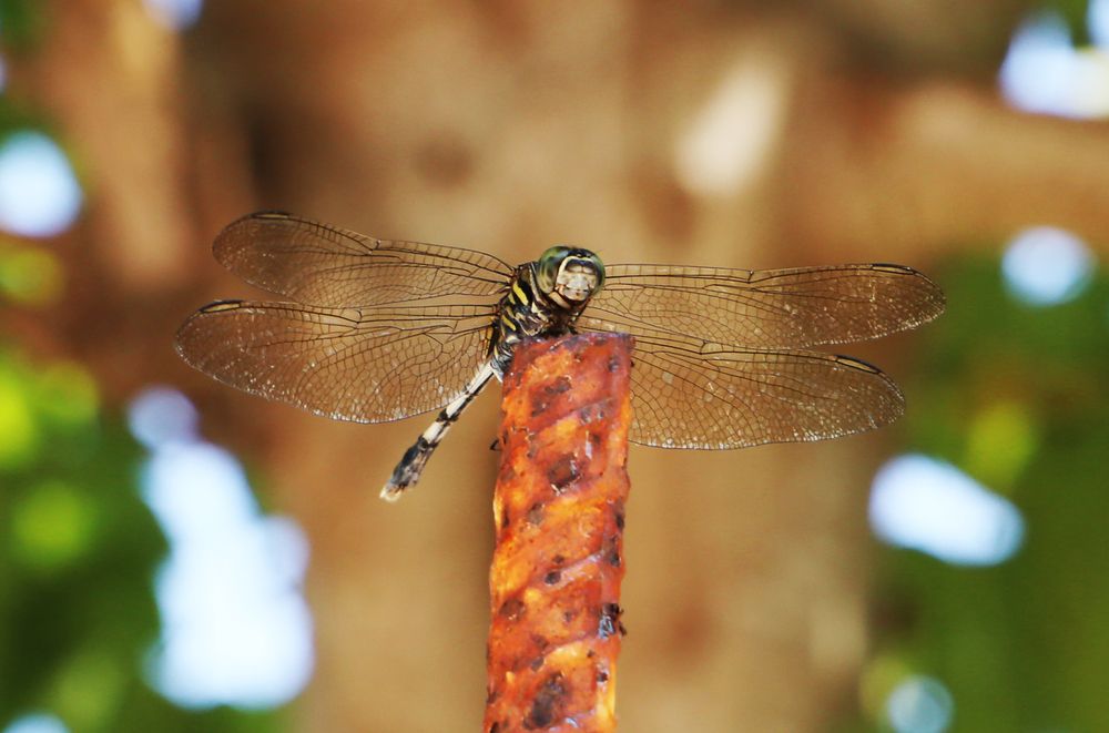 Photograph by reza haghjooy