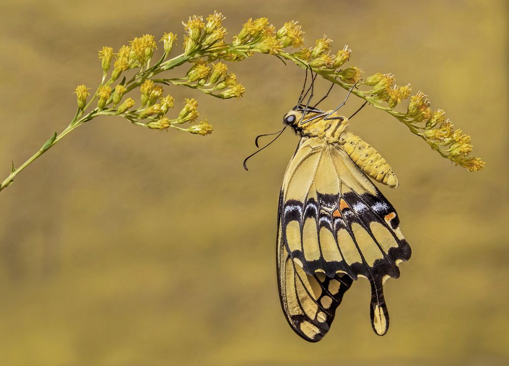 Photograph by Mario Fiorucci