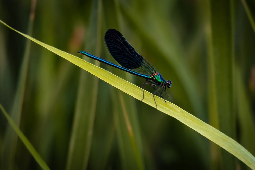 Photograph by samira sarayani