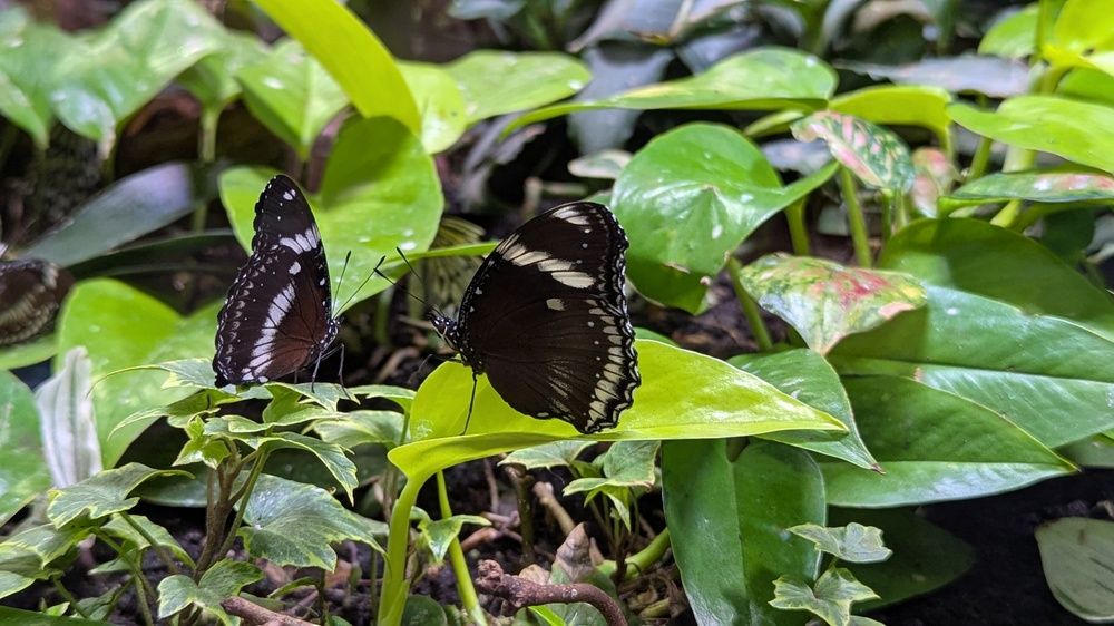 Фотография автора Мария Коледа