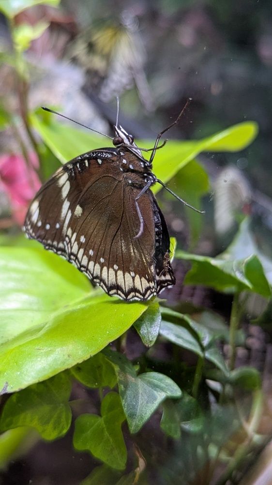 Фотография автора Мария Коледа
