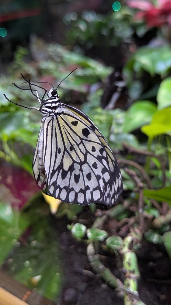 Фотография автора Мария Коледа