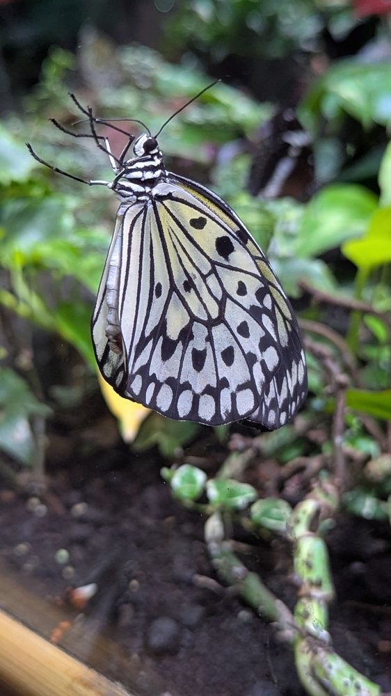 Фотография автора Мария Коледа