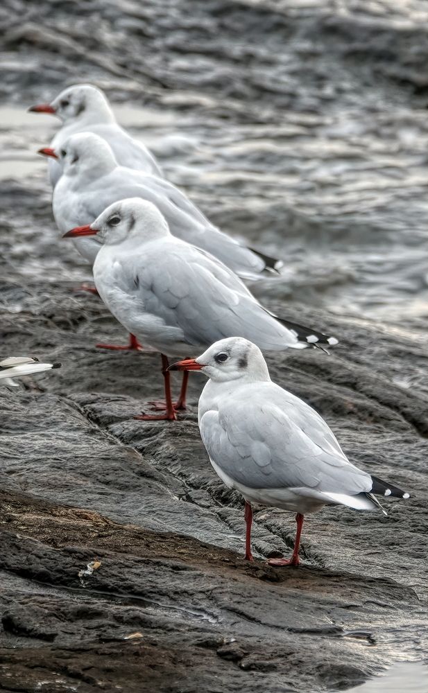 Photograph by Marcelo Luzzi