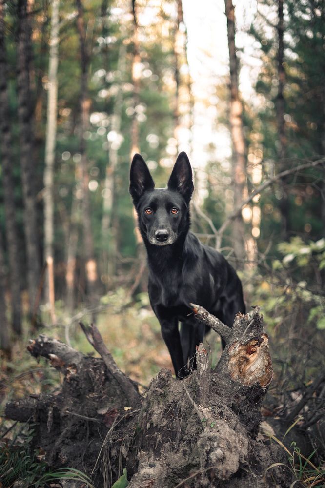 Photograph by Пуси Герл