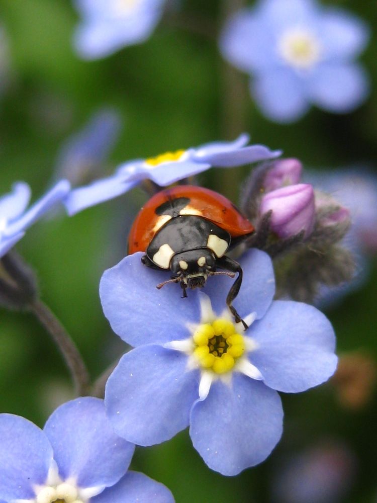 Photograph by Елена Смирнова