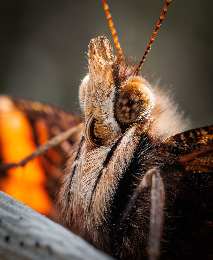 Фотография автора Максим Бессалый