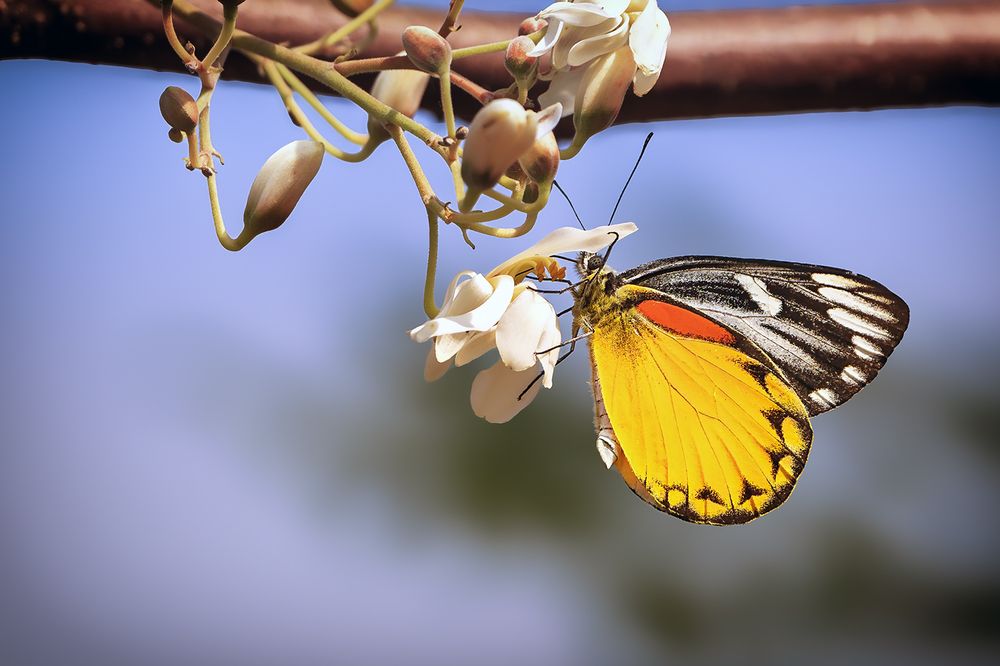 Butterfly on Flower.