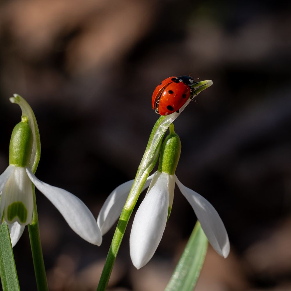 Фотография автора Дмитрий Referee