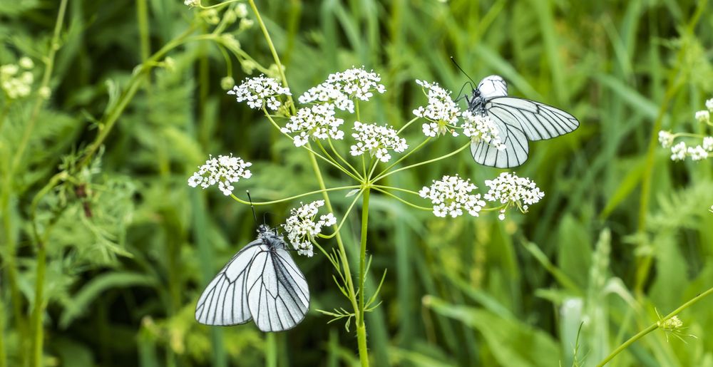 Photograph by Меркулова Наталья Геннадьевна