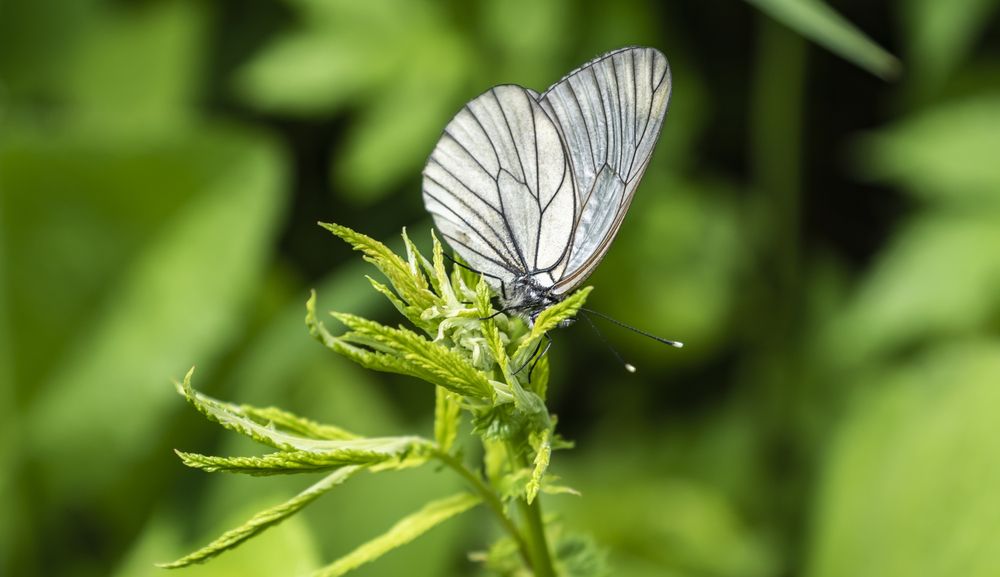 Photograph by Меркулова Наталья Геннадьевна