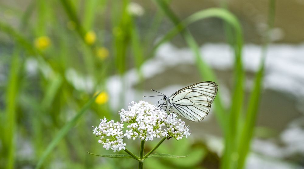 Photograph by Меркулова Наталья Геннадьевна