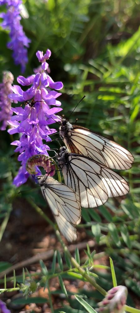 Photograph by Наталья Смирнова
