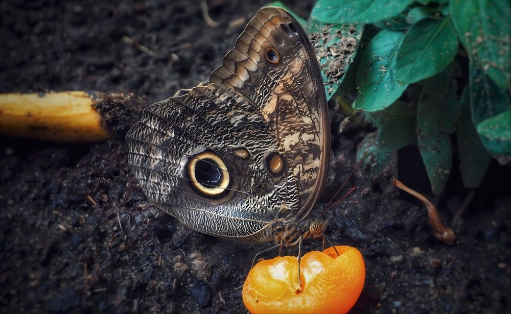 Фотография автора Александр Черепанов