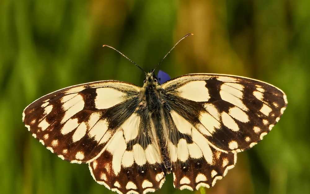 Фотография автора Александр Черепанов