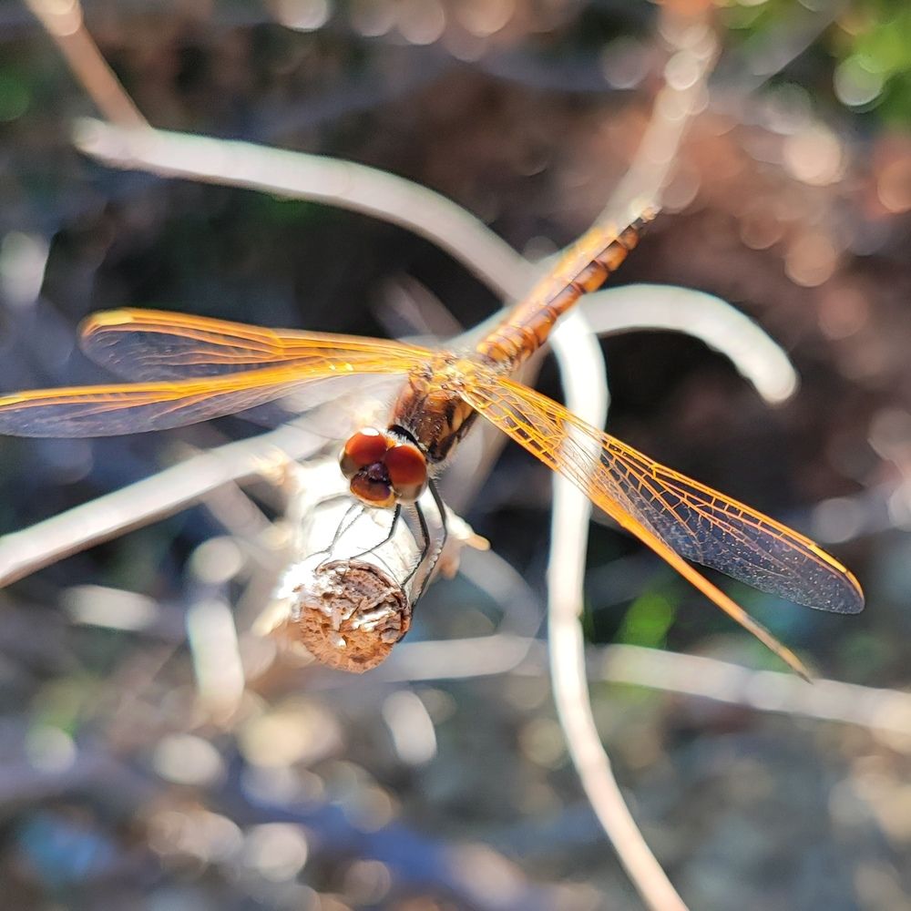 Photograph by Dimitris Pap.
