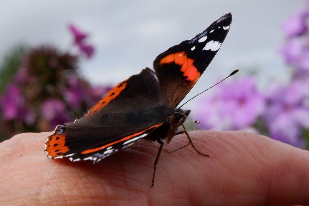 Фотография автора Наталья Липовская