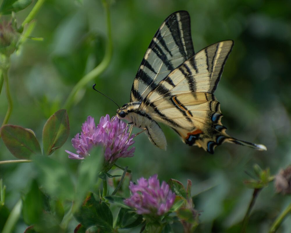 Photograph by Милан Ђорђевић