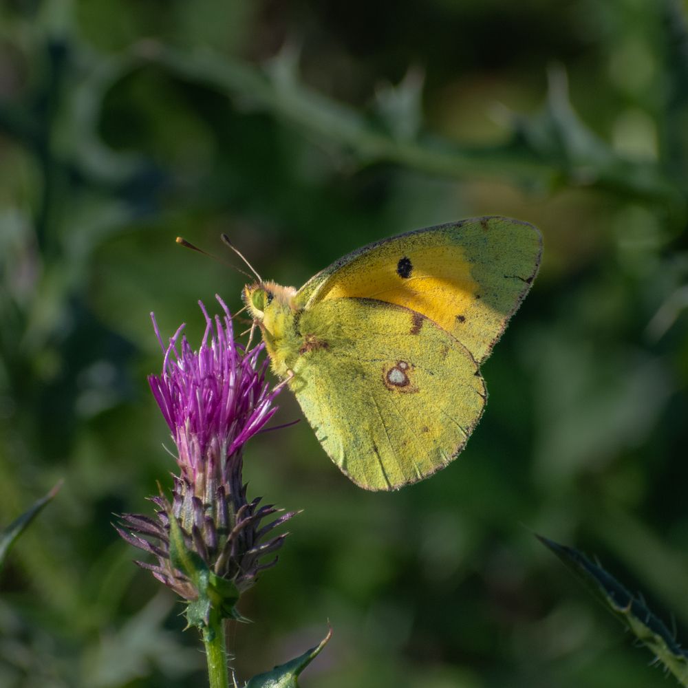 Photograph by Милан Ђорђевић