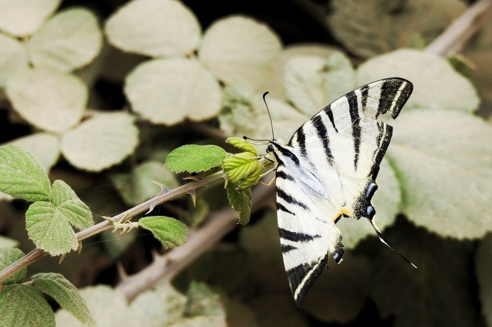 Photograph by fuat cimok