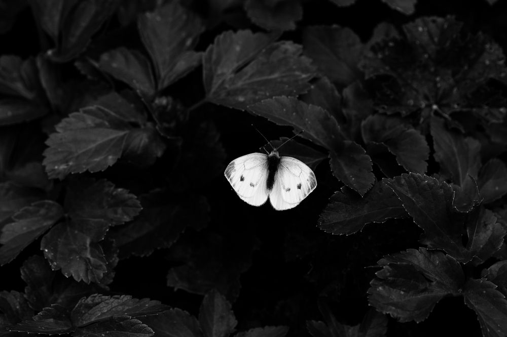 Photograph by fuat cimok