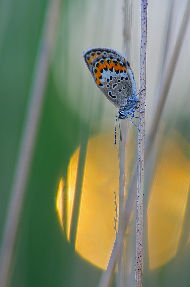 Photograph by Janek Kamja