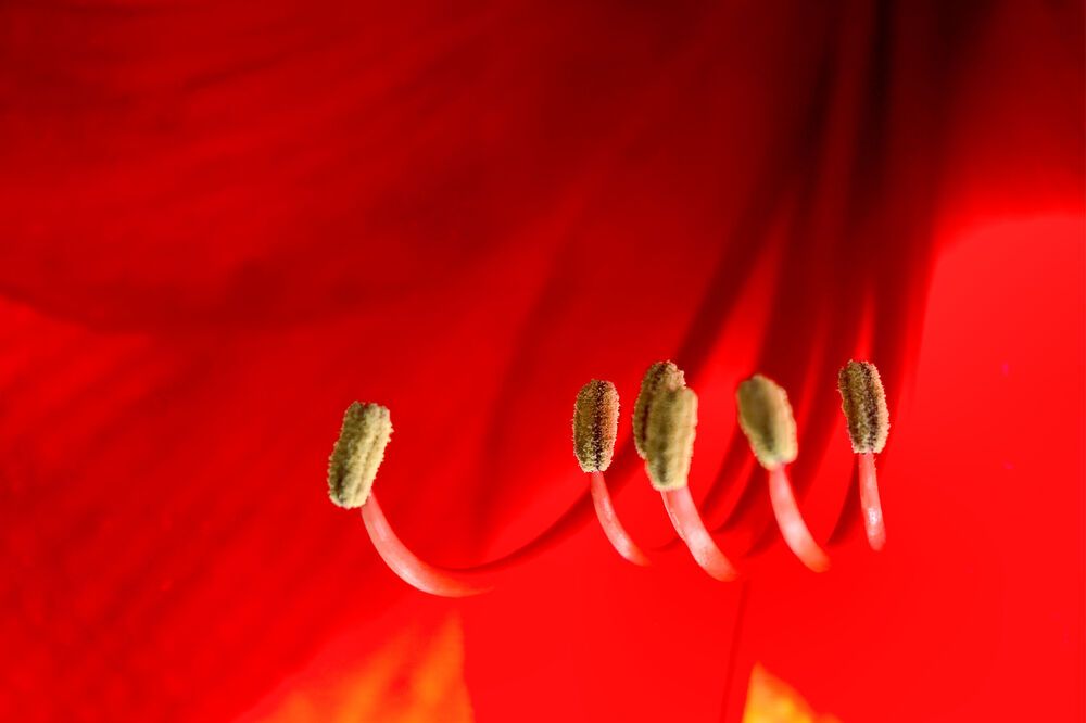 Photograph by A. G. Bisschop