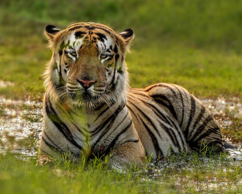 The Jungle’s Silent Spectacle