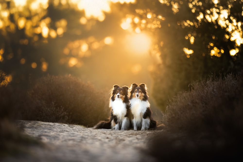 Photograph by Omica Meinen