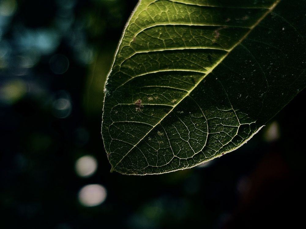 Photograph by avi
