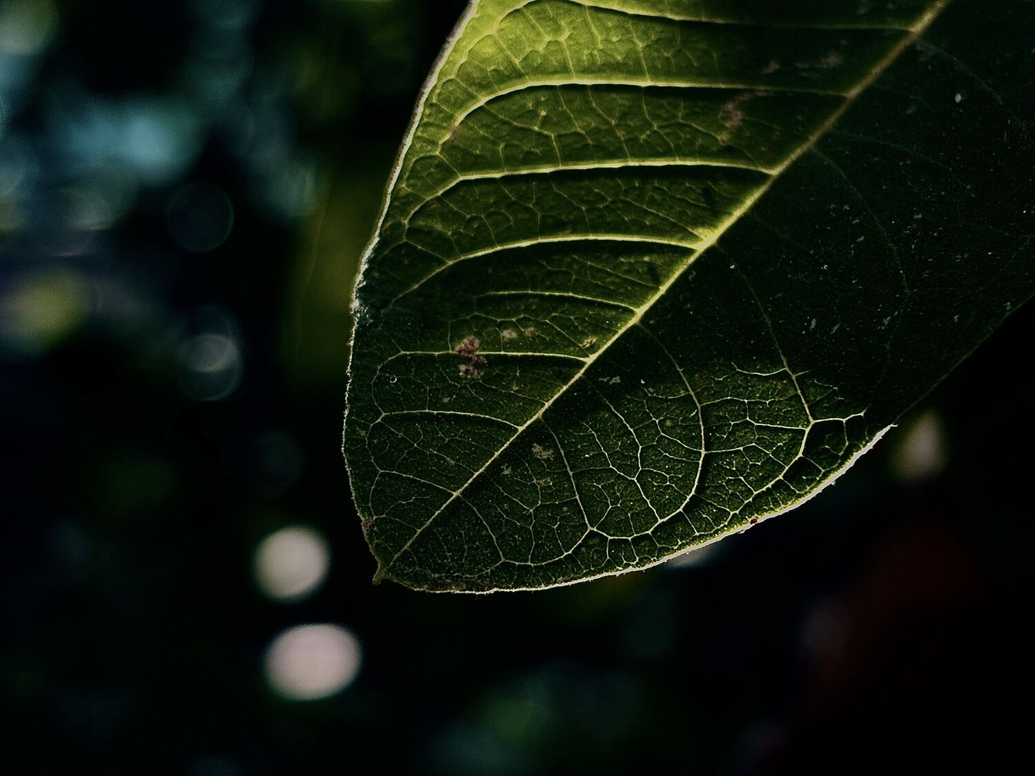 Photo #12078352