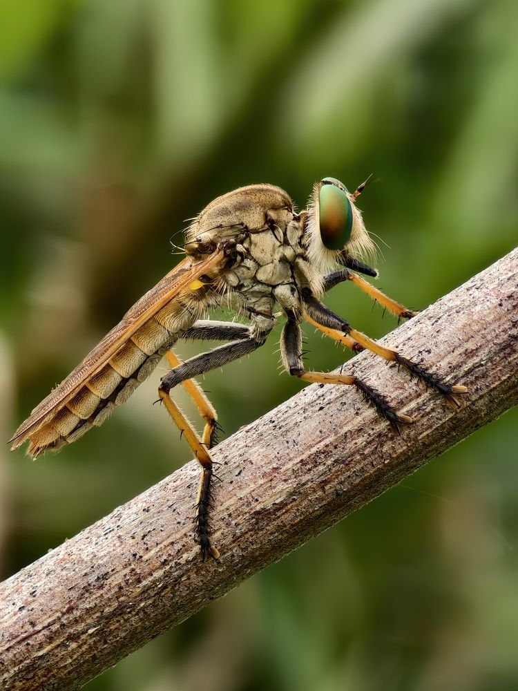 Robberfly