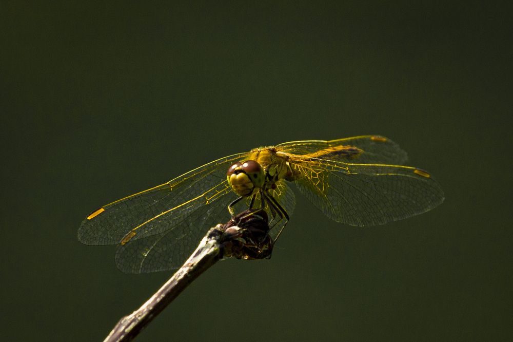 Photograph by ИРЕНА Цурпал