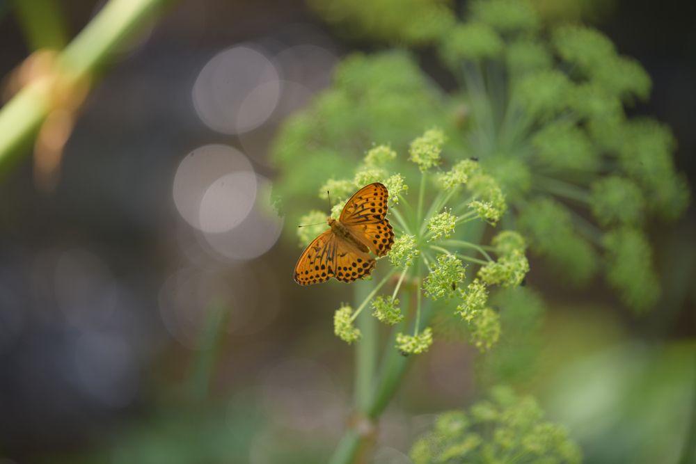 Photograph by Михаил Рогачев