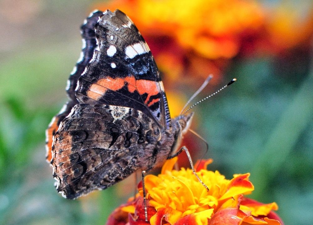 Фотография автора Ольга Жлоба