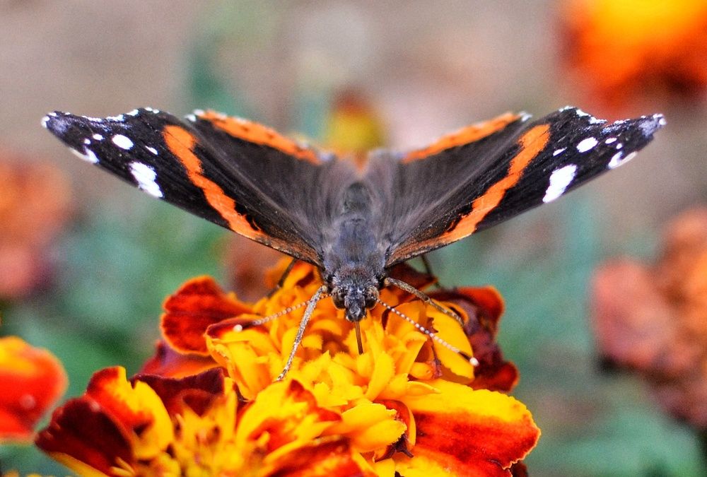 Фотография автора Ольга Жлоба