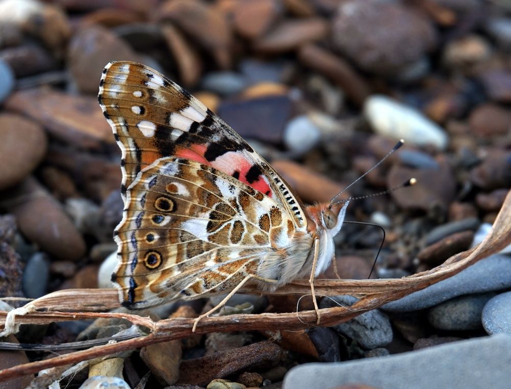 Photograph by Лена Максимкина