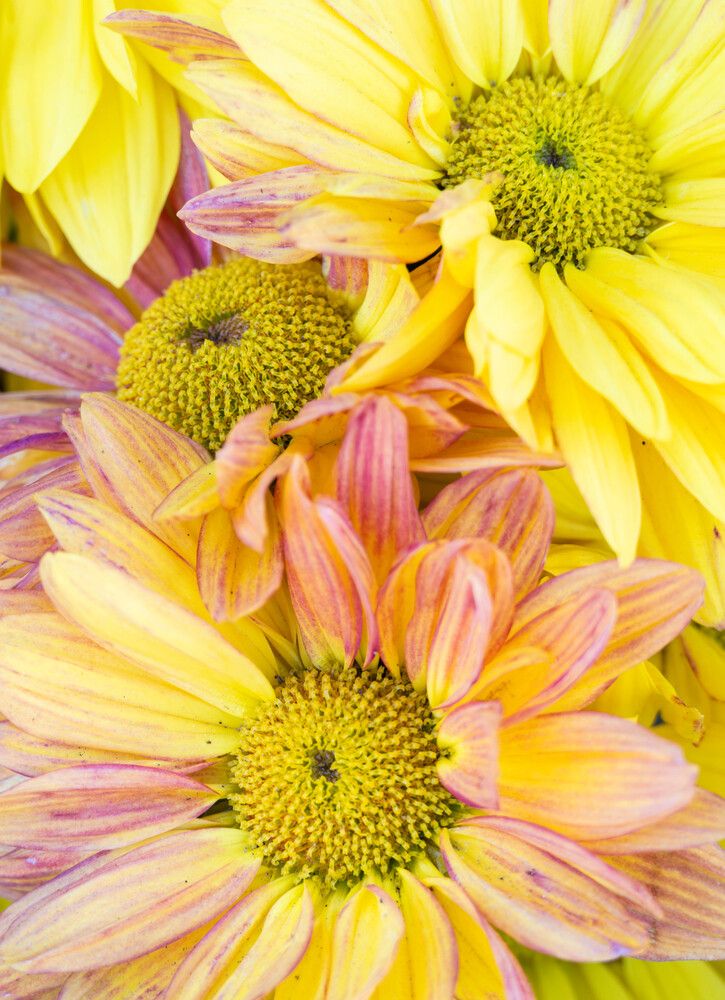 Фотография автора DIMITRIS MPAZIOTOPOULOS