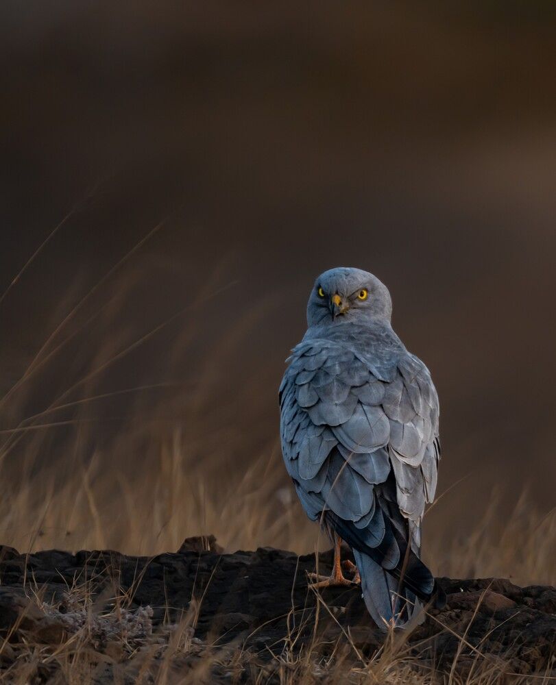 Photograph by Ganeshan